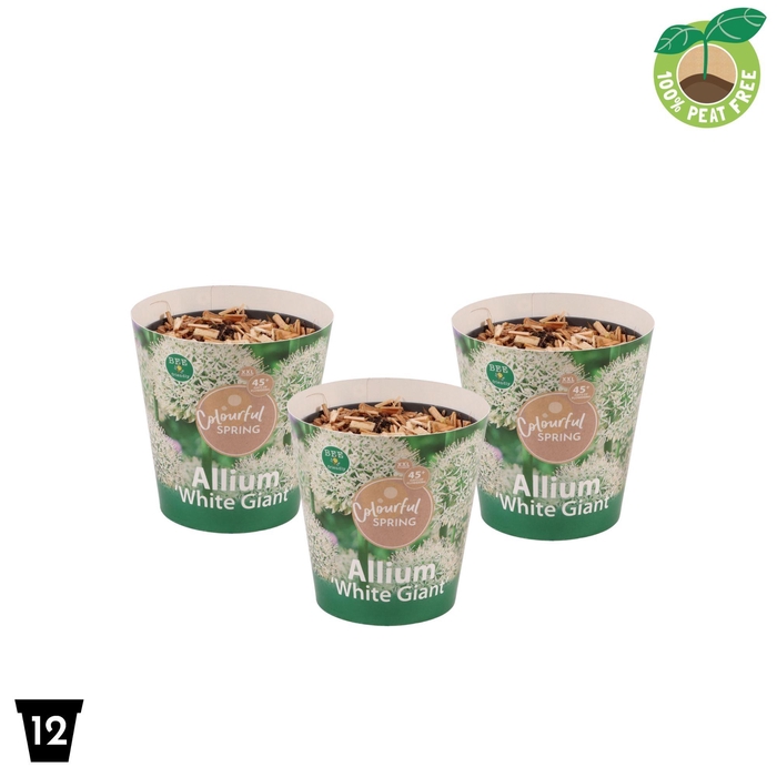 <h4>Allium White Giant</h4>