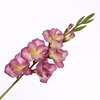 Gladiolus Spray  Pink Yellow FL440353PKY
