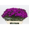 Dianthus Br Amazon Neon Purple
