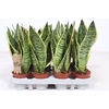Sansevieria Futura Superba