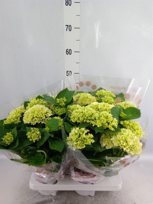 <h4>Hydrangea mac. 'Hi White Sun'</h4>