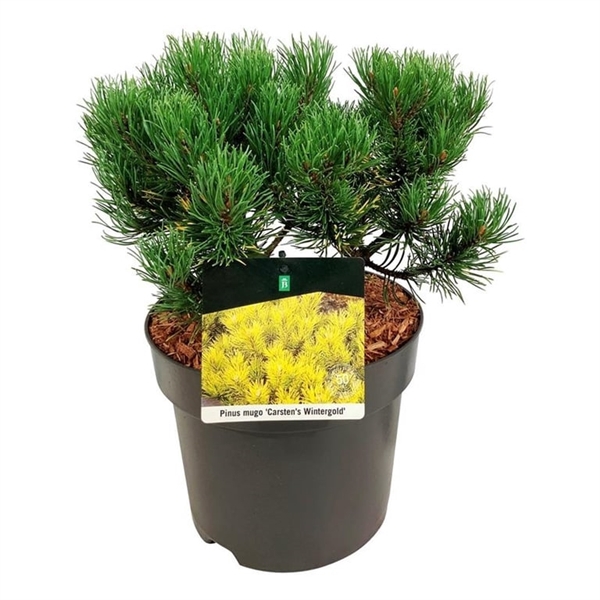 <h4>Pinus mugo 'Carsten's Wintergold'</h4>