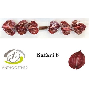 Anth A Safari 6 Small Pack