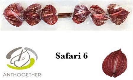 <h4>Anth A Safari 6 Small Pack</h4>