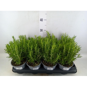 Rosmarinus offi.   ...