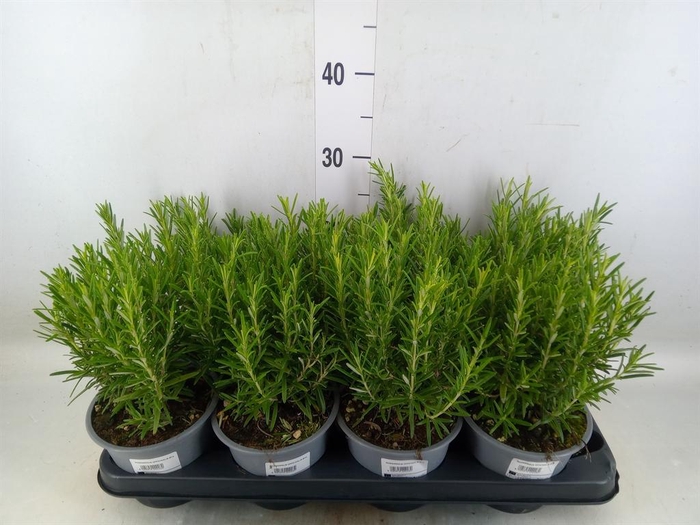 <h4>Rosmarinus offi.   ...</h4>