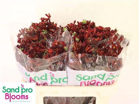 <h4>Anigoz Early Spring</h4>