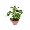 MONSTERA ADANSONII C18 PENDENTE