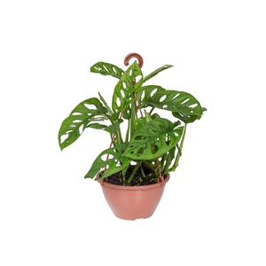 MONSTERA ADANSONII C18 PENDENTE