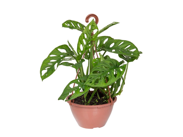 MONSTERA ADANSONII C18 PENDENTE