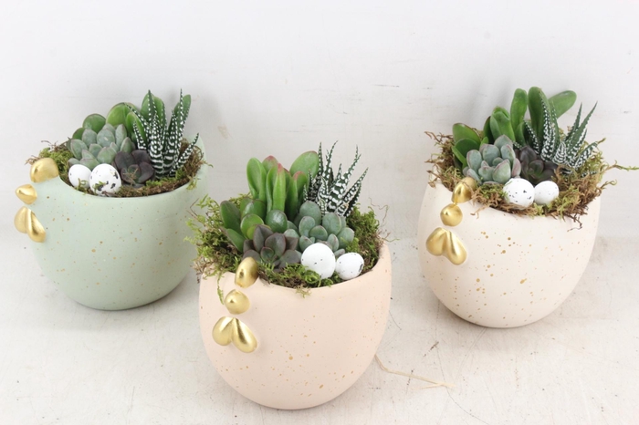 <h4>arr3 AD - Ker. Chicky mix</h4>