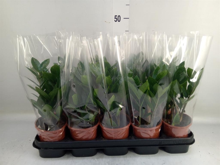 <h4>Zamioculcas zamiifolia</h4>