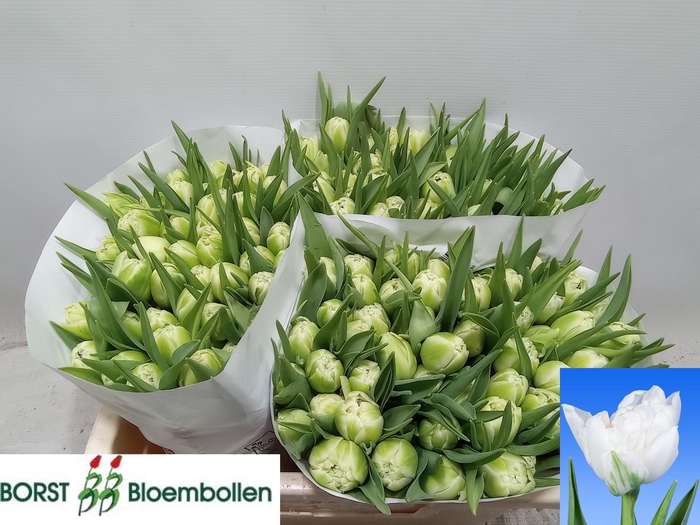 <h4>TU DU NORTHCAP</h4>