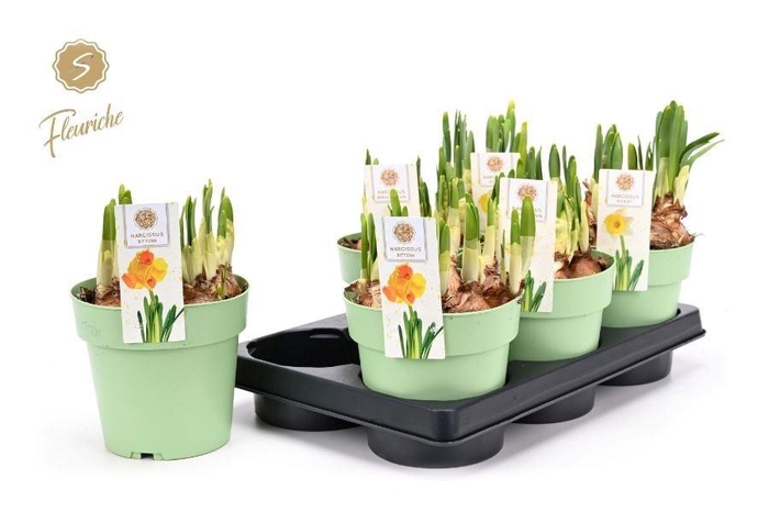 <h4>BLOEMBOL NARCIS</h4>