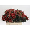 Hypericum True Romance