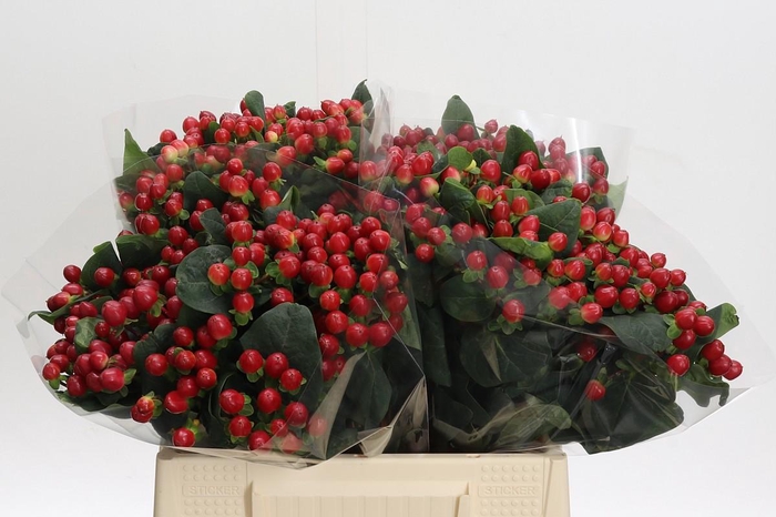 Hypericum True Romance