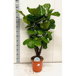 FICUS LYRATA