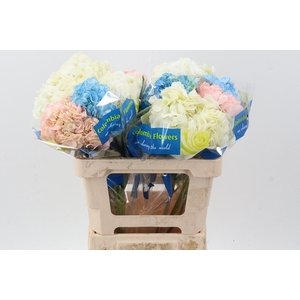 Hydr Mix Assorted Select