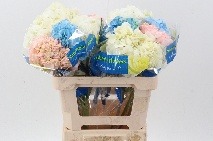 <h4>Hydr Mix Assorted Select</h4>