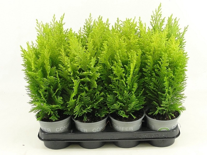 <h4>Chamaecyparis lawsoniana 'Ellwood's Empire' P11</h4>