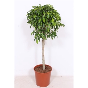 Ficus benjamina overig