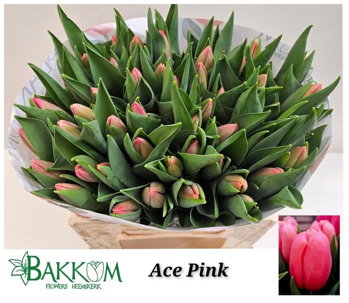 <h4>TU EN ACE PINK</h4>