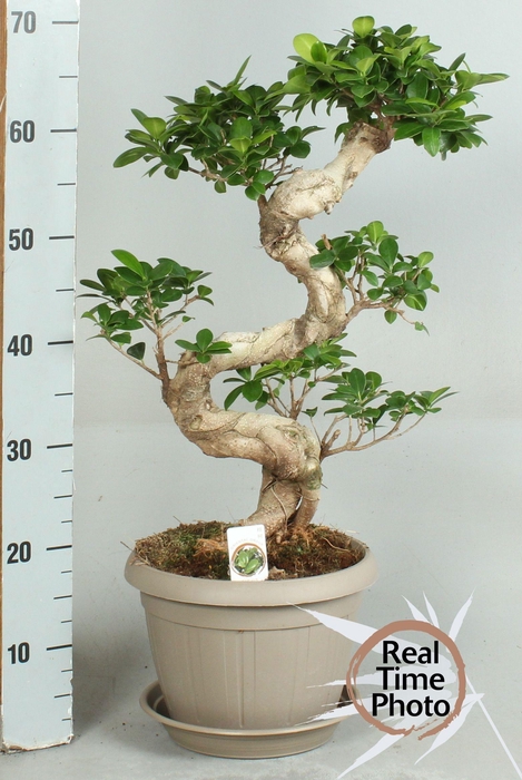 <h4>FIC MI GINSENG</h4>