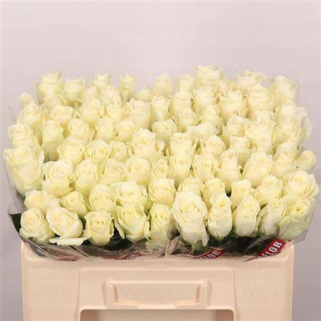 <h4>R Gr Albatros</h4>