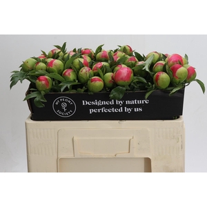 Paeonia Coral Sunset