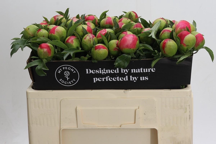 <h4>Paeonia Coral Sunset</h4>