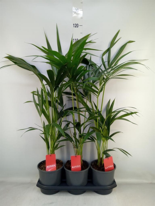 <h4>Howea forsteriana</h4>