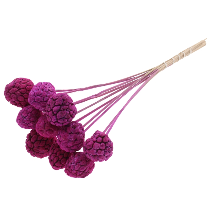 <h4>Atta Fruit on stem Intense Lilac</h4>
