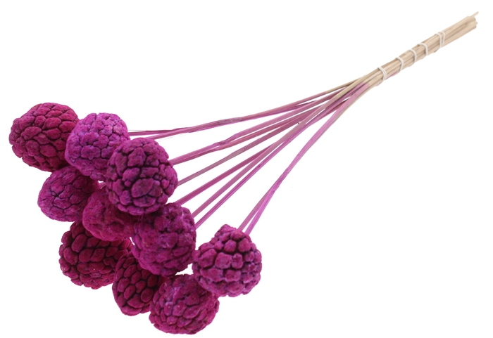 Atta Fruit on stem Intense Lilac