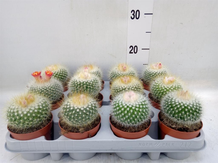 <h4>Parodia haselbergii</h4>