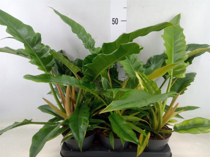 <h4>Philodendron  'Narrow Escape'</h4>