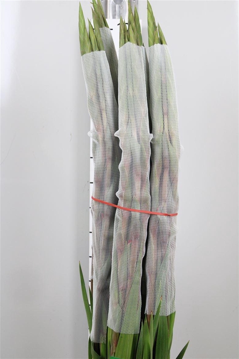 <h4>Glad Gr Cantate</h4>