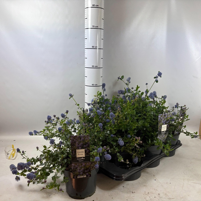 <h4>CEAN TH REPENS</h4>