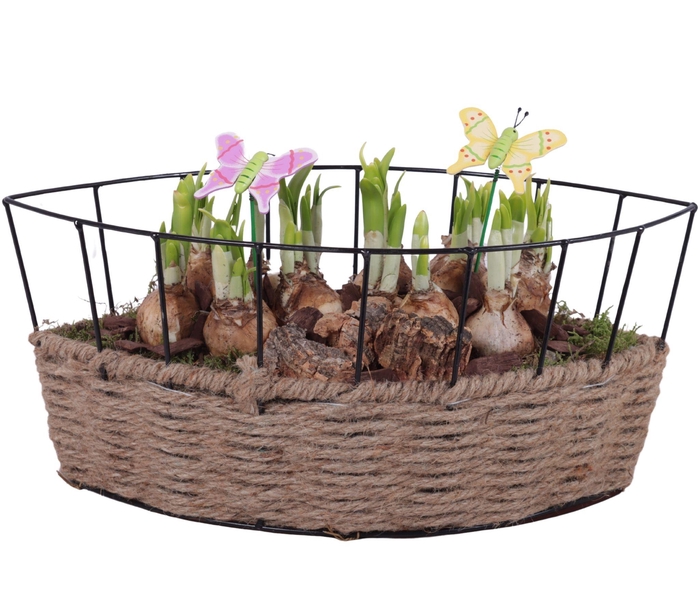 <h4>Bulbs Arr. Narcis Metal Frame Rope Pot Boat Ø37cm</h4>
