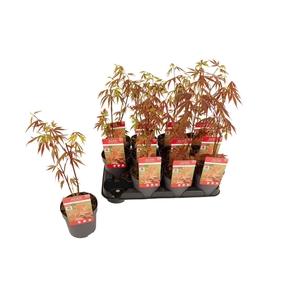 Acer palm. Atropurpureum