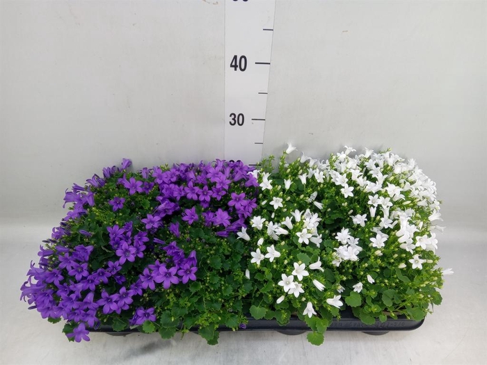 <h4>Campanula   ...</h4>