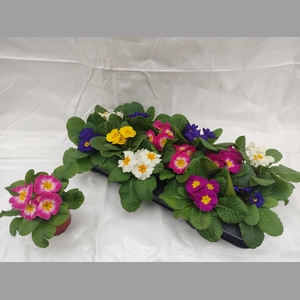 PRIM ACAULIS GEMENGD