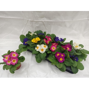 PRIM ACAULIS GEMENGD