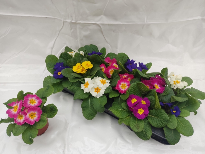 <h4>PRIM ACAULIS GEMENGD</h4>