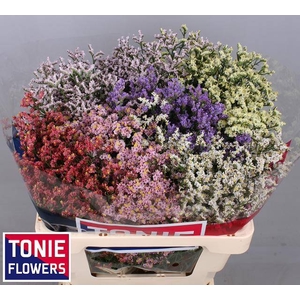Limonium Diamond Mix Tonie