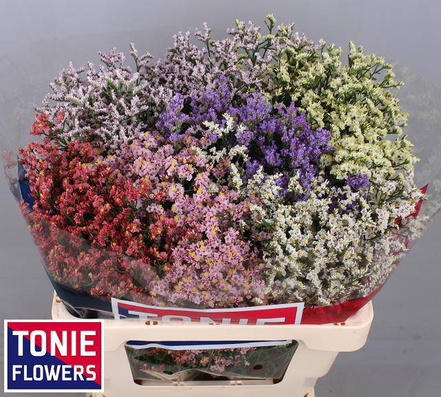 <h4>Limonium Diamond Mix Tonie</h4>