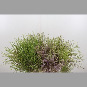 Allium Schuberti