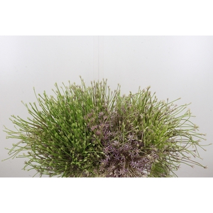 Allium Schuberti