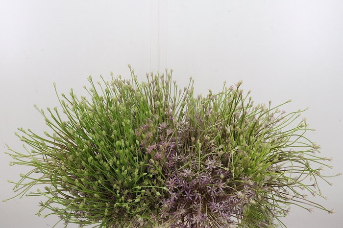 <h4>Allium Schuberti</h4>