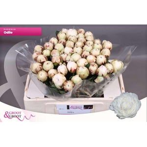 Paeonia Odile