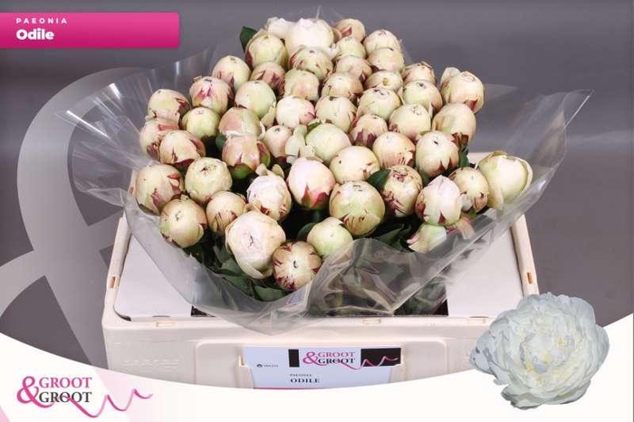 <h4>Paeonia Odile</h4>